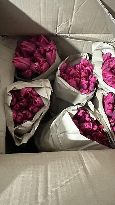 бөлмө гүлдөрү: Тюльпаны, срезка в крафт-упаковке. - Ассортимент оттенков — 5