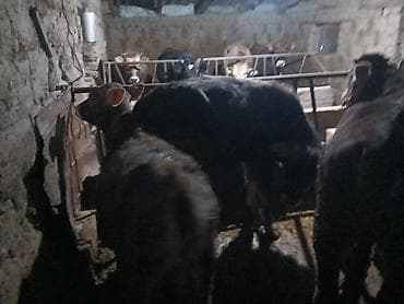 игрушки для собаки: Продаю | Корова (самка), Бык (самец), Музоо, торпок | На забой, Для разведения, На откорм | Осеменитель, Привязанные — 9