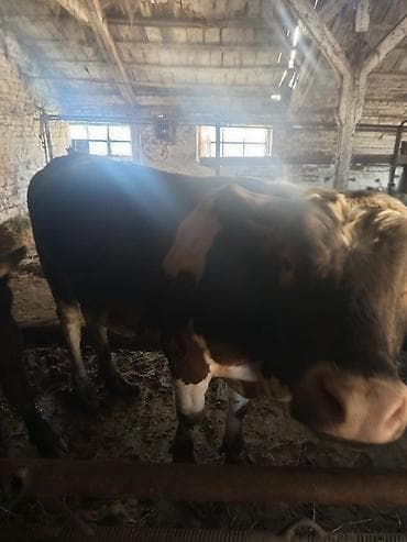 бык парода бельгиский: Продаю | Бык (самец) | На откорм — 3
