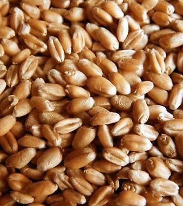 Пшеница (зерно) кормовой чистый нету мусоров крупный зерно упокавно в