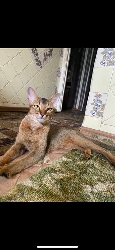 купить породистых котят: Абиссинская порода- выставляются на продажу редкие котята чистокровные — 8