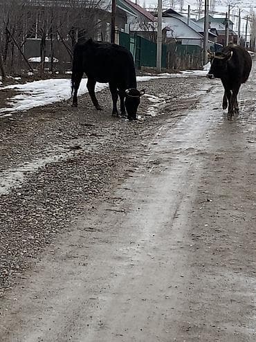 продаю шерсть: Продаю | Корова (самка) | Алатауская | Для молока | Привязанные — 7