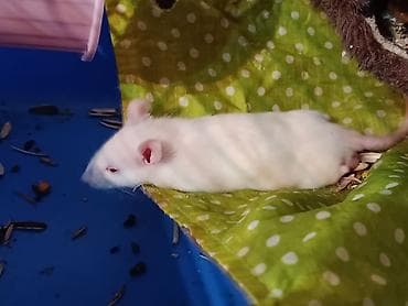 капкан для крысы: В хорошие руки, продаются ласковые крысята. 1 белый мальчик альбинос — 5
