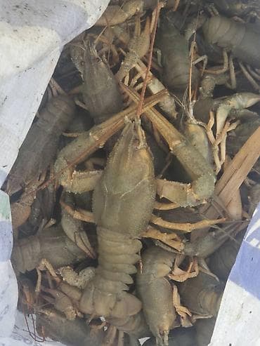 чищенные орехи: Раки живые - Свежевыловленные раки, натуральный улов. - Целые — 2