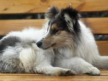 собака колли: Колли, 8 месяцев, Самка, С прививкой — 5