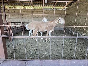 американская короткошерстная кошка купить: Продаю | Баран (самец) | Арашан | Для разведения | Осеменитель — 2