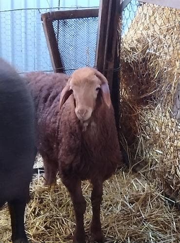 Собаки: Продаю | Овца (самка) | Для разведения | Племенные — 10