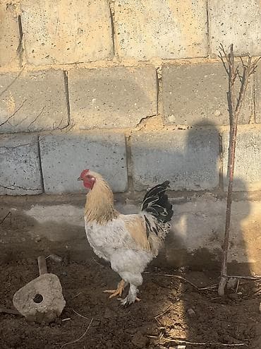 орпингтон куры: Продаю | Куры, Петух | Брама | Для разведения — 2