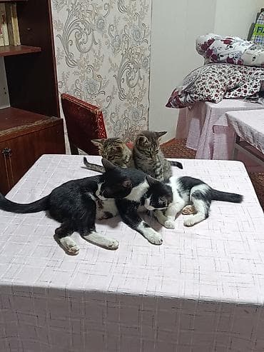друзья: Котята — домашние, ласковые и игривые. На фото видно несколько малышей — 1