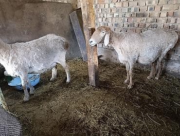 кант бараны: Продаю | Овца (самка) — 1