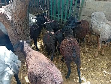козу гирил: Продаю | Овца (самка), Баран (самец) | На забой — 5