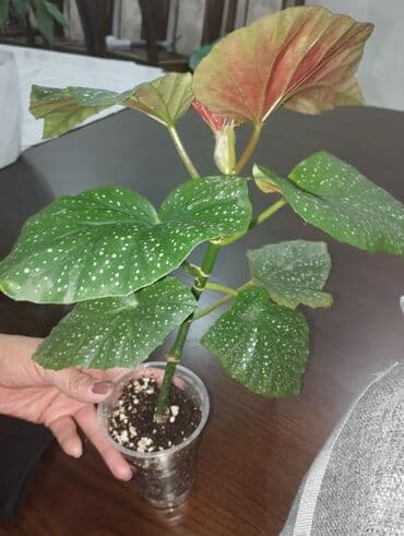 орозо календарь кара балта 2023: Бегония — 1