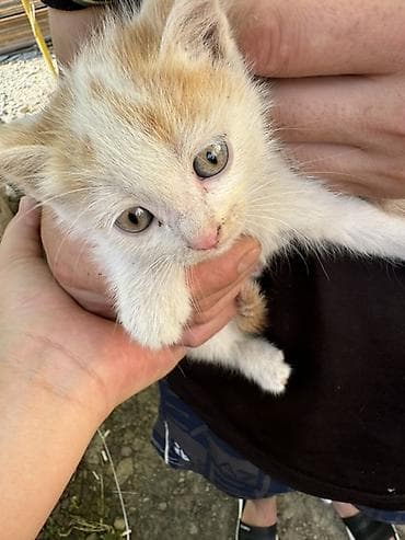 ат жаныбар: Котята, помёт из нескольких малышей. Описание: - Окрас на выбор — 6