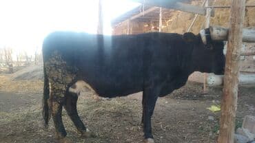 Продаю | Корова (самка) | Для молока | Привязанные