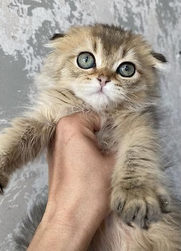 шатландские кошки: Предлагается к продаже Шотландский вислоухий котёнок (Scottish Fold) — 1