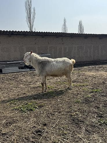 Товары и оборудование для с/х животных: Продаю | Козёл (самец) | Зааненская | Для разведения | Осеменитель — 4