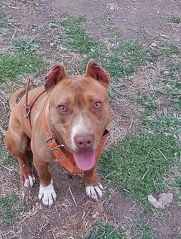 американский питбуль цена: Питбуль, 9 месяцев, Самец, С прививкой — 3