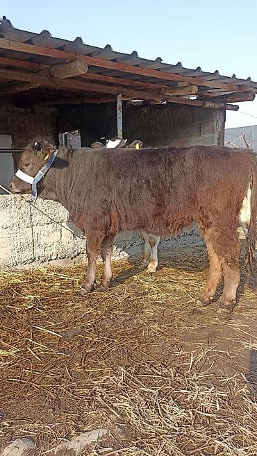 Коровы, быки: Продаю | Тёлка | Голштин, Абердин-ангус | На откорм, Для разведения | Привязанные — 1