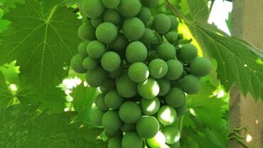 обмен на комнатные растения: Обрезка плодовых и декоративных деревьев, винограда,роз и других — 2