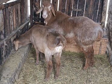 где купить кошку в бишкеке: Продаю | Баран (самец) | Для разведения — 4