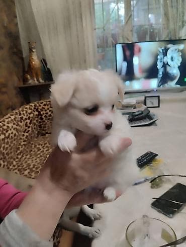 Продажа собак: Чихуахуа, 2 месяца, Самец — 1
