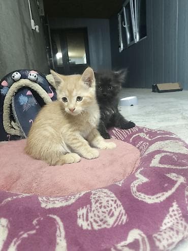 Кошки: Котята домашние в добрые руки!!!!!, помёт из двух малышей: - Черный — 3