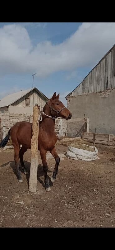 собака долматинец: Продаю | Жеребец | Конный спорт — 3