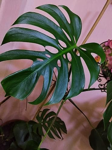 домашнее цветы: Срочно продаю комнатные цветы "МОНСТЕРА". Стильный тропический акцент — 2