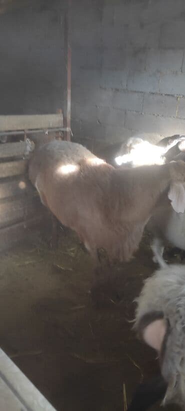 продажа щенков немецкой овчарки с документами в бишкеке: Продаю | Баран (самец) | Эдильбаевская | Для разведения | Осеменитель — 2