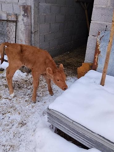 монгол ат: Продаю | Тёлка, Музоо, торпок | Для разведения, Для молока | Искусственник — 10