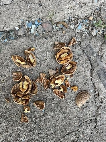 Грецкий орех в скорлупе - Урожай с деревьев, натуральный продукт без
