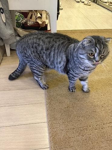 скоттиш фолд, купить: Кошка даром: Скотиш Фолд (Шотландская вислоухая), 3 года, Мальчик, Кастрирована, Приучена к лотку, Проглистована — 1
