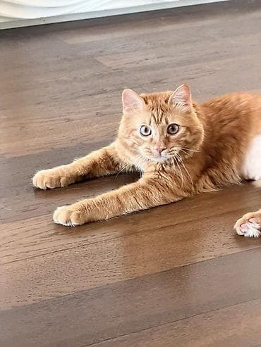 Үй жаныбарлары: Ит кууту: Британ кыска жүндүү, Эркек, 1 жаш, Кызгыл сары — 4