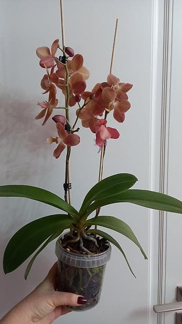 орхи: Продаю орхидею МОНАКО на два цветоноса в закрытой системе с корой — 1