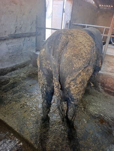продаю связи с переездом: Продаю | Бык (самец) | Для разведения | Осеменитель — 2