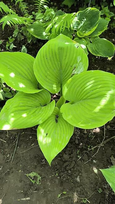 green leaf: Хоста декоративная, сорт с ярко‑салатовыми крупными листьями — 8