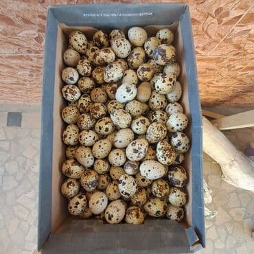 парт: Перепелиные яйца - Натуральные пятнистые яйца мелкого размера, отбор — 1