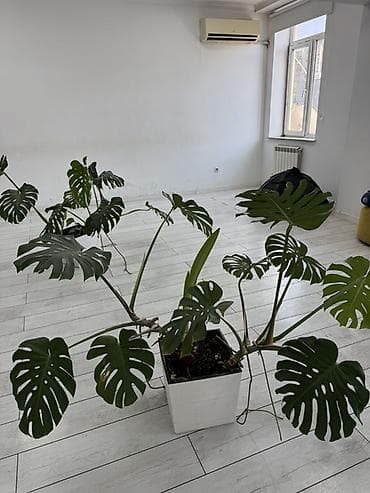 Монстера деликатесная (Monstera deliciosa) в декоративном кашпо - — 1