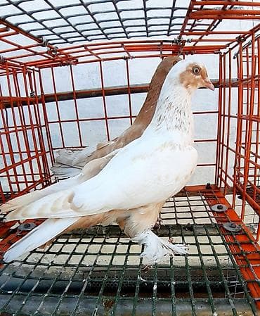 домашняя сова купить: Пара игровые 1000 сом — 2