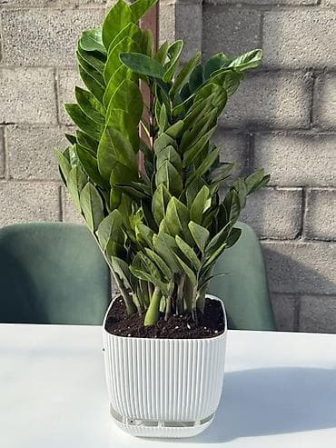 цветок зензи: Замиокулькас (ZZ-plant) в горшке - Кустовой замиокулькас с плотными — 1