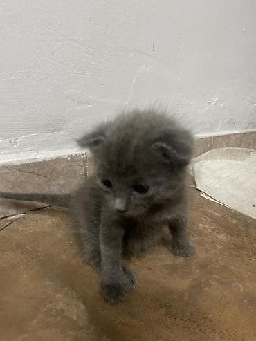Мышыктар: Котята, домашние, короткошёрстные. Описание: - Возраст на фото — 2