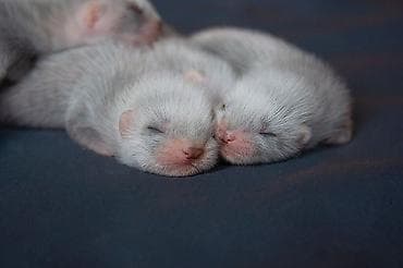 Хорьки: В продаже очаровательные хорьки Мальчики и девочки Привиты — 8