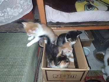Продажа кошек: Котята от домашней кошки - Помёт из нескольких котят: окрасы рыжий с — 2