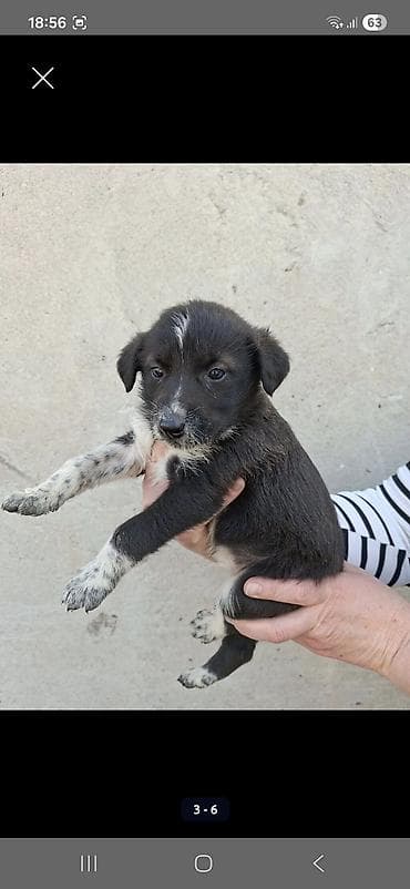 домашние собаки: Щенки черно-белого окраса отдам почти даром звоните срочная продажа — 1