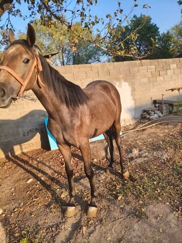 собака доберман сколько стоит: Продаю | Кобыла (самка) | Конный спорт — 3