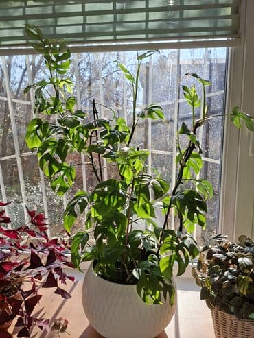 гортензия цена 1 шт бишкек: Продаю монстера минима 
из своей коллекции
Высота 90см с горшком — 1