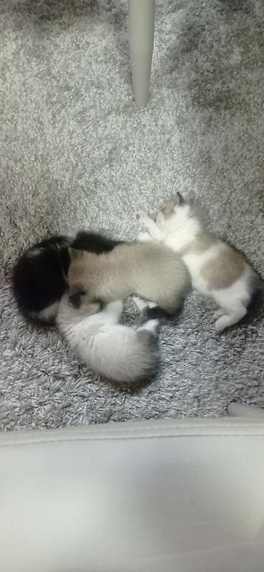 Продажа кошек: Отдаём котят в добрые руки. родились 21 марта. кушать сами уже — 1