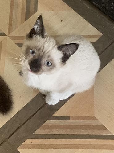 кролики гигант: Кошка даром: Сиамская, 2 месяца, Девочка, Приучена к лотку — 2
