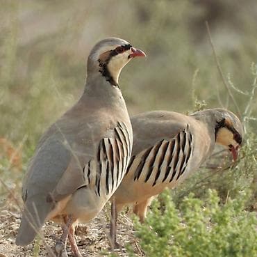 мал базар токмок 2020: Кеклик пара — 1