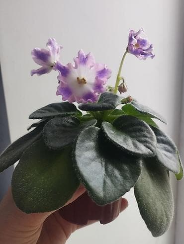 Фиалки и глоксинии: Продаю фиалки есть детки — 2